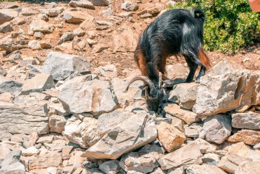 Adada yaban keçisi.
