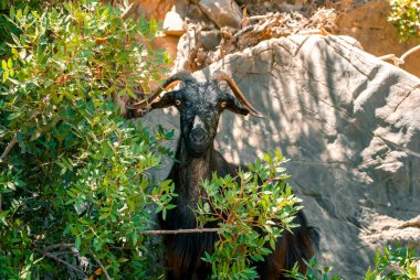 Adada yaban keçisi.