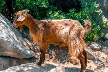 Adada yaban keçisi.
