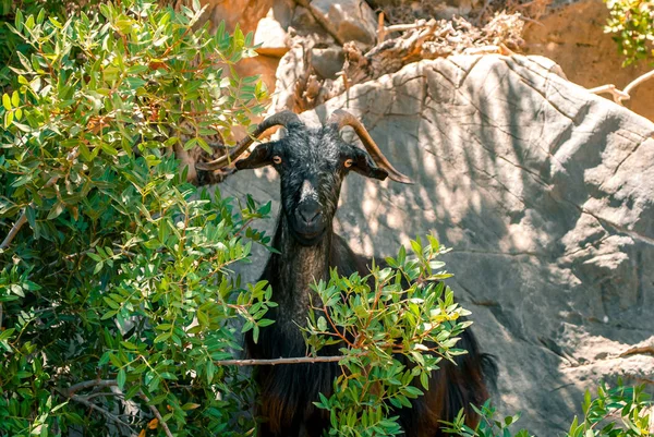 Adada yaban keçisi.