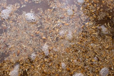 ev biralarından kaliteli malt yapma işlemi. Kraft bira arpa üzerinden bir