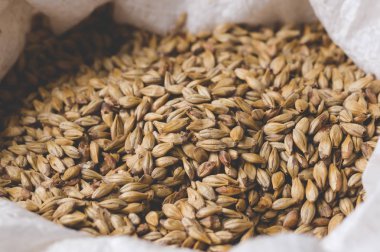 Karamel malt bir çantada. Craft tahıl arpa soluk bira bira