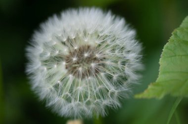 Beyaz karahindiba bud ile tohum yakın çekim