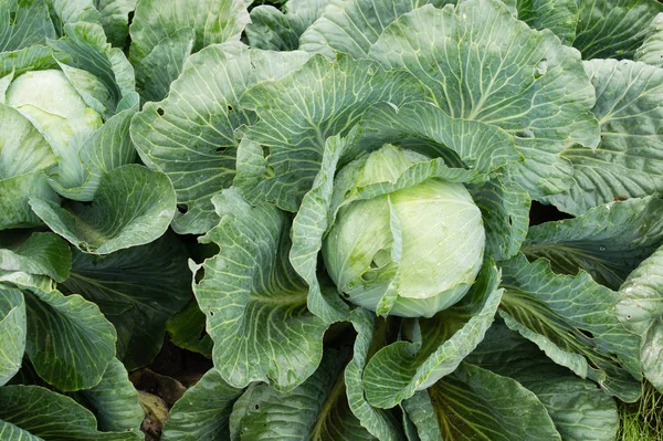 Background with a big fresh cabbage closeup. Cabbage on the bed. Royalty Free Stock Photos