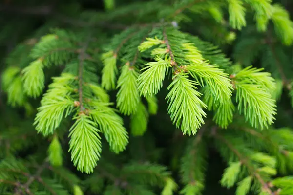 Nya spruce grenar. Nålar och träd grenar närbild Royaltyfria Stockbilder