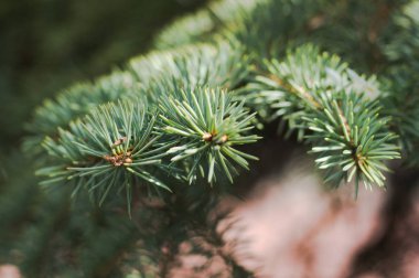 Noel ağacının dalları. Noel ve Yeni Yıl backgro