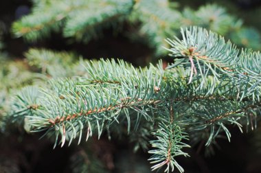 Noel ağacının dalları. Noel ve Yeni Yıl backgro