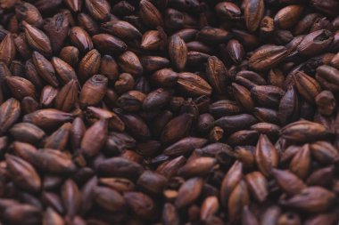 Çikolatalı malt bir çantada. Craft tahıl arpa ma bira bira