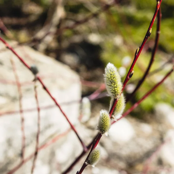 Botões de salgueiro florescentes em um dia de primavera ensolarado — Fotografia de Stock