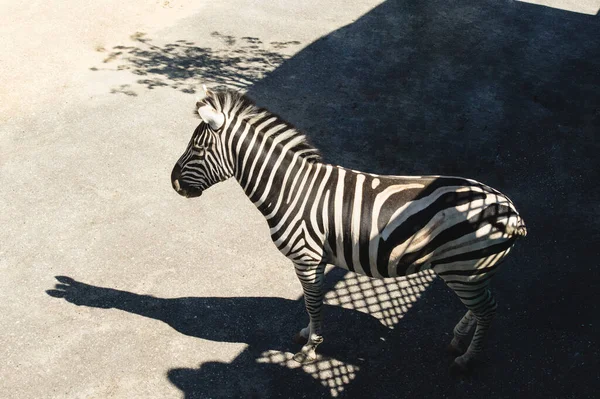 Zebra Tle Asfaltu Sfotografowana Góry Zwierzęta Paski Nienaturalnym Środowisku — Zdjęcie stockowe