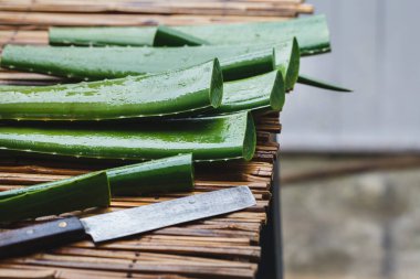 taze aloe vera