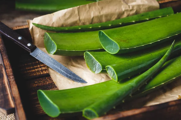 Taze aloe vera — Stok fotoğraf