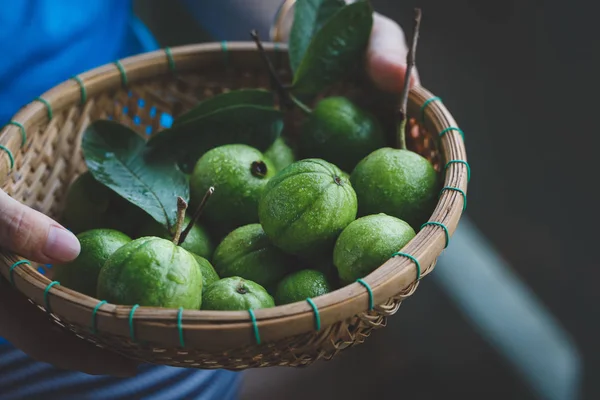 Groene kleine guaves — Stockfoto