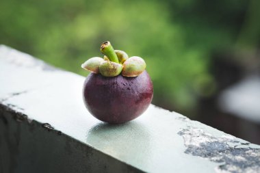 taze mangosten meyve