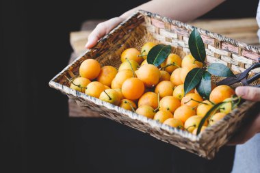 Marian Erik meyve-marian mango meyve-Erik mango meyve