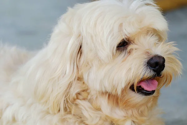 Il cane sta guardando. . — Foto Stock