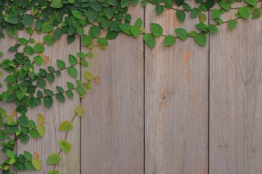 Ivy eski ahşap bir parça.