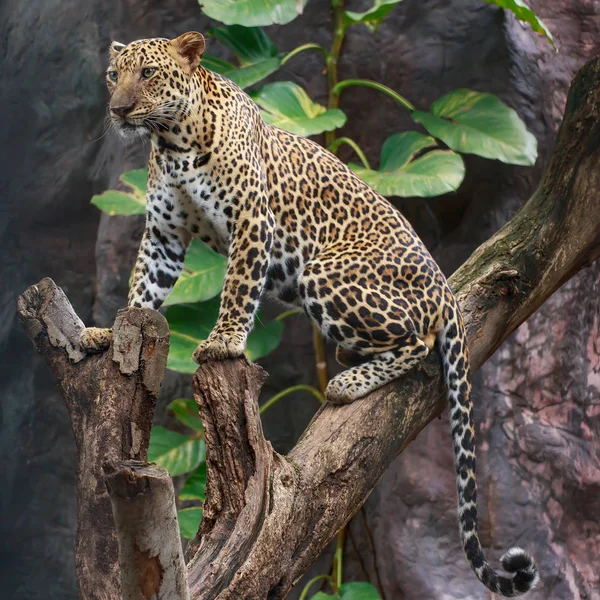 Леопард на ветке . — стоковое фото