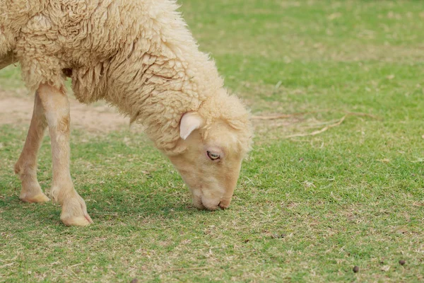 Le pecore mangiano erba . — Foto Stock