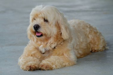 Sevimli köpek burada arıyorsunuz.