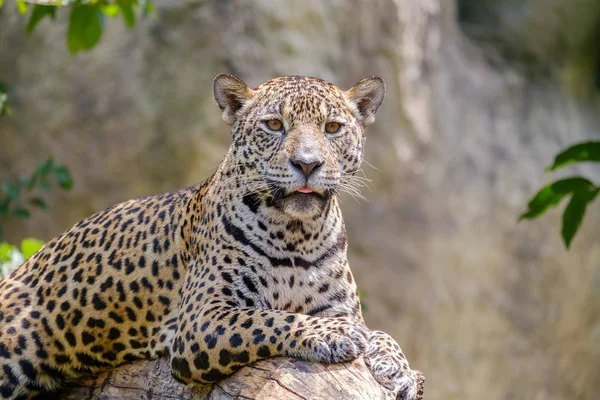 Jaguar op een tak. — Stockfoto