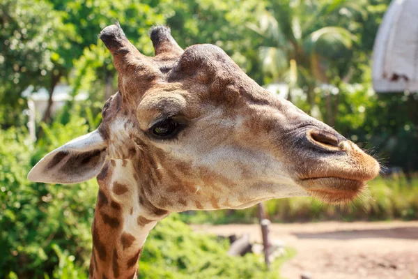 Zürafa başkanı büyük.