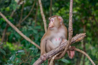 Maymun sağa arıyorsunuz.