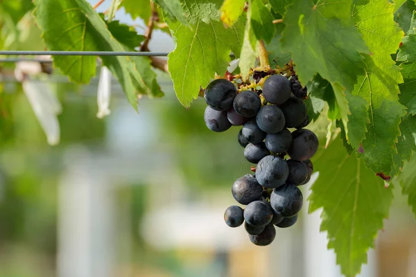 Schwarze Traube auf Baum. — Stockfoto