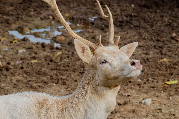 Head of white deer. — Stock Photo, Image