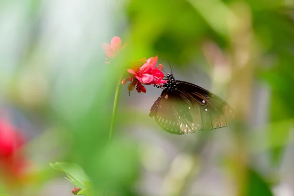 Бабочка на цветке . — стоковое фото