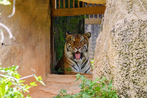 В поисках тигра . — стоковое фото
