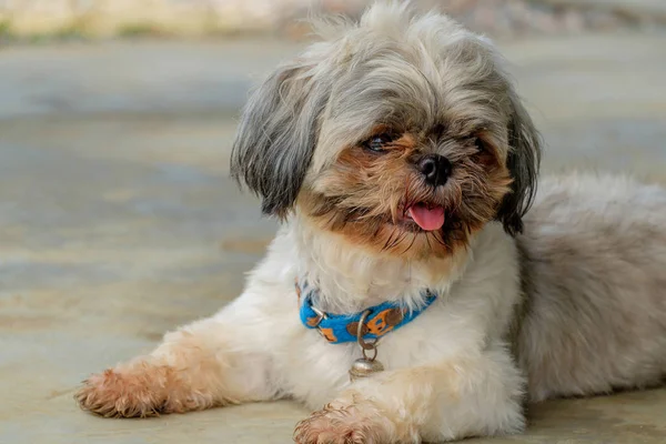 Il sorriso carino cane . — Foto Stock