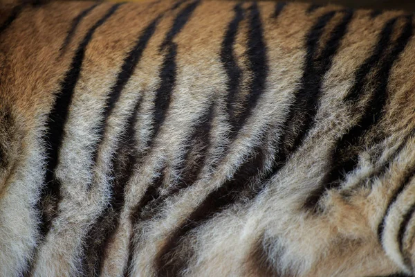 Streifen eines Tigers. — Stockfoto