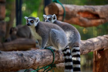 İki Lemurlar dalı.