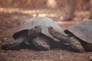 İki kaplumbağalar.