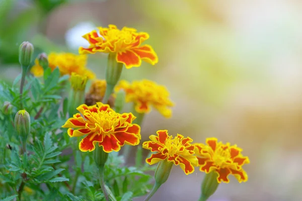 Yumuşak ve sıcak ışık çiçek açan sarı çiçek. — Stok fotoğraf