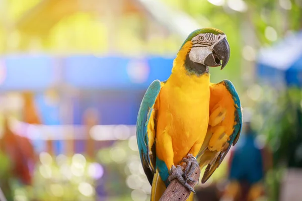 Papegojan på mjukt ljus. — Stockfoto