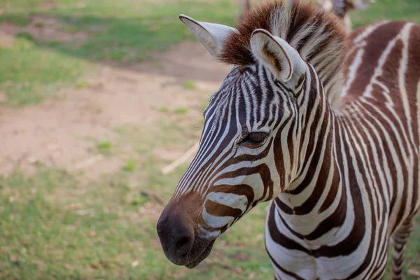 Head of zebra