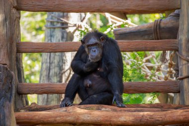 Gorilla ahşap günü.