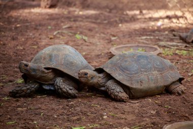 İki kaplumbağalar.