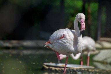 Ak balıkçıl ayakta su.