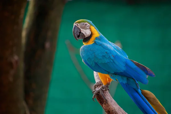 Der hübsche Papagei. — Stockfoto