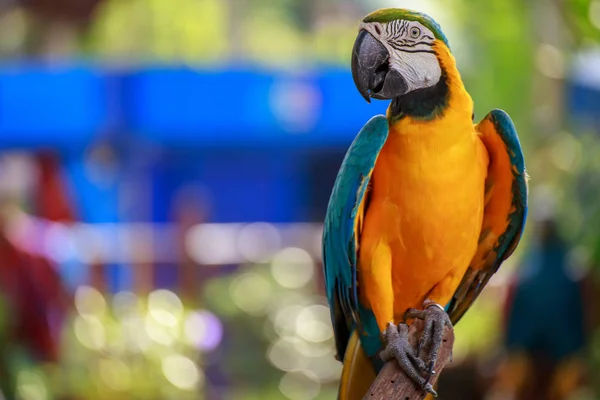 Il grazioso pappagallo . — Foto Stock