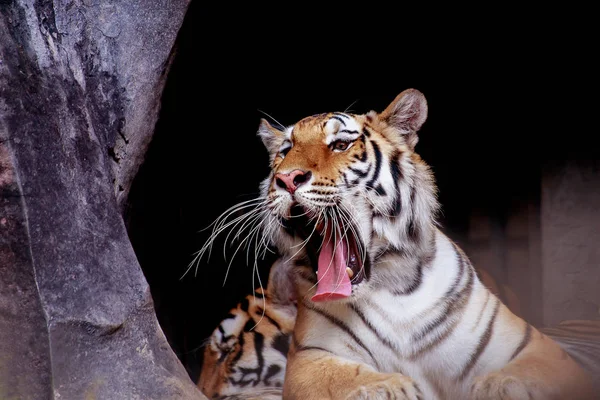 The tiger is gaping. — Stock Photo, Image