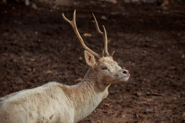 The white deer. — Stock Photo, Image