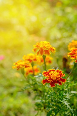 yumuşak ve sıcak ışık çiçek.