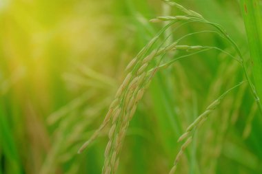 Altın başak ve altın ışık.