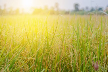 Sabah alanında Altın Başak.