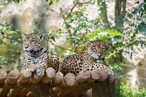 Два ягуара на древесине . — стоковое фото