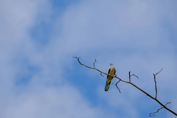 De duif op tak. — Stockfoto